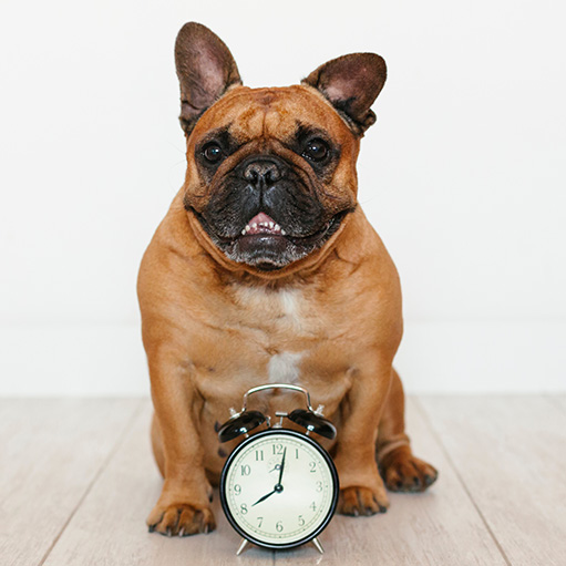 bulldog with clock