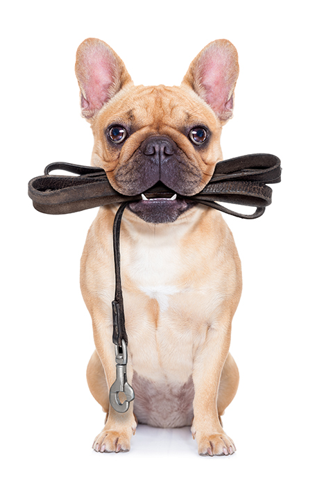 frenchie with leash