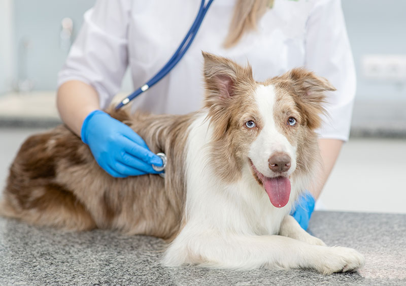veterinarian with sheltie and stethoscope